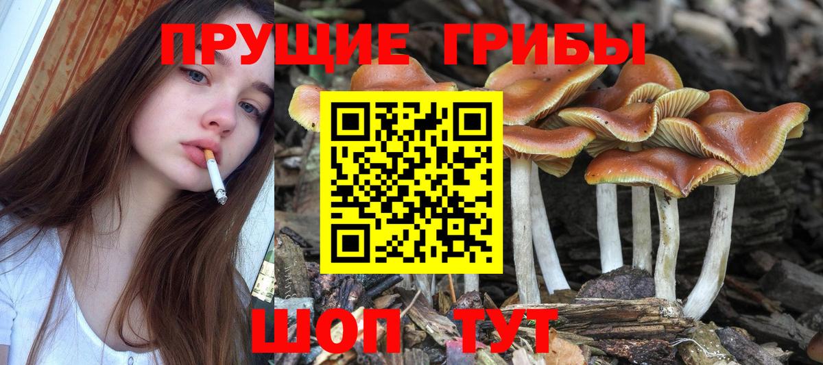 Псилоцибиновые грибы Cubensis Балтийск